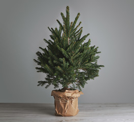 Small Christmas tree in a pot wrapped in paper, undecorated, on plain light gray background Merchandise mockup