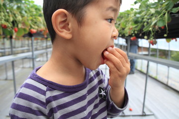 Fototapeta na wymiar イチゴを食べる幼児(4歳児)