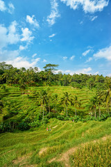 Fototapeta na wymiar Beautiful landscape with green rice terraces near Tegallalang village, Ubud, Bali, Indonesia.
