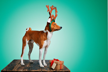 Pretty brown and white puppy dressed up as a reindeer stays next to a present in a box with red bow...