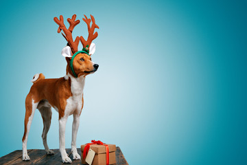 Pretty brown and white puppy dressed up as a reindeer stays next to a present in a box with red bow and tag on cold blue background, looking on side © BublikHaus
