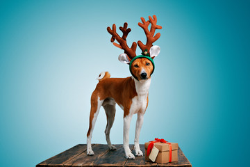 Pretty brown and white puppy dressed up as a reindeer stays next to a present in a box with red bow and tag on cold blue background, looking on camera