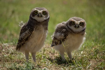 Cercles muraux Hibou owls