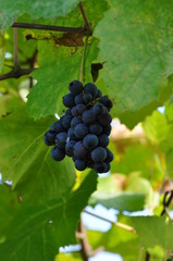 Blaue Trauben im Weinlaub