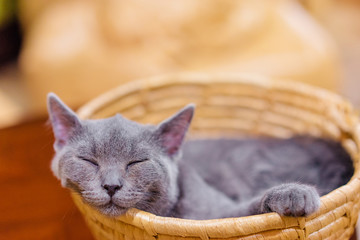 Cute and cozy. Little grey cat sleeping in the basket. .