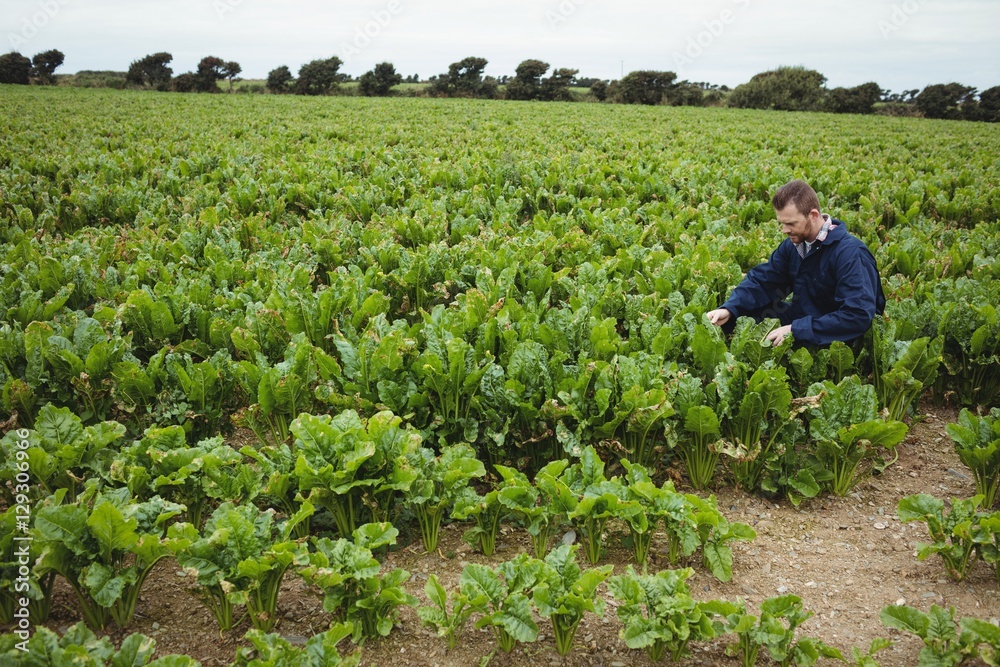 Poster farmer checking his crops in the field