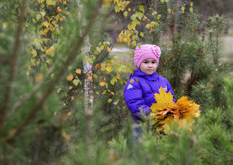 Little girl with maple leaves in the Park.Autumn walk in the woo