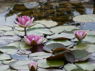 Wunderschöne Seerosen auf einem Teich