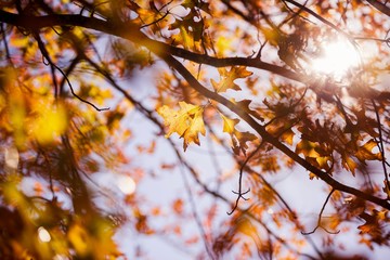 Trees during autumn
