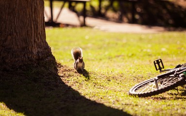 Squirrel by bicycle fallen on field 