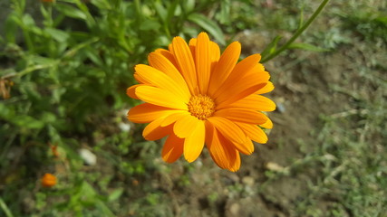 Calendula - medicinal plant / Orange flower