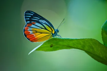 Deurstickers Vlinder vlinder