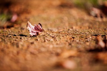 Autumn leaf fallen on field 