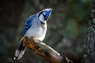 Blue Jay - Cyanocitta cristata, perched in a tree, making eye contact.  Rim lit with bokeh of leaves in the background.