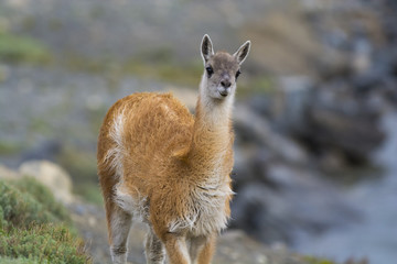 Guanaco, Patagonia, Argentina