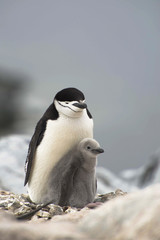 Motherly Penguin