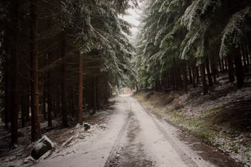 Fototapeta premium Winter Path Through Forest