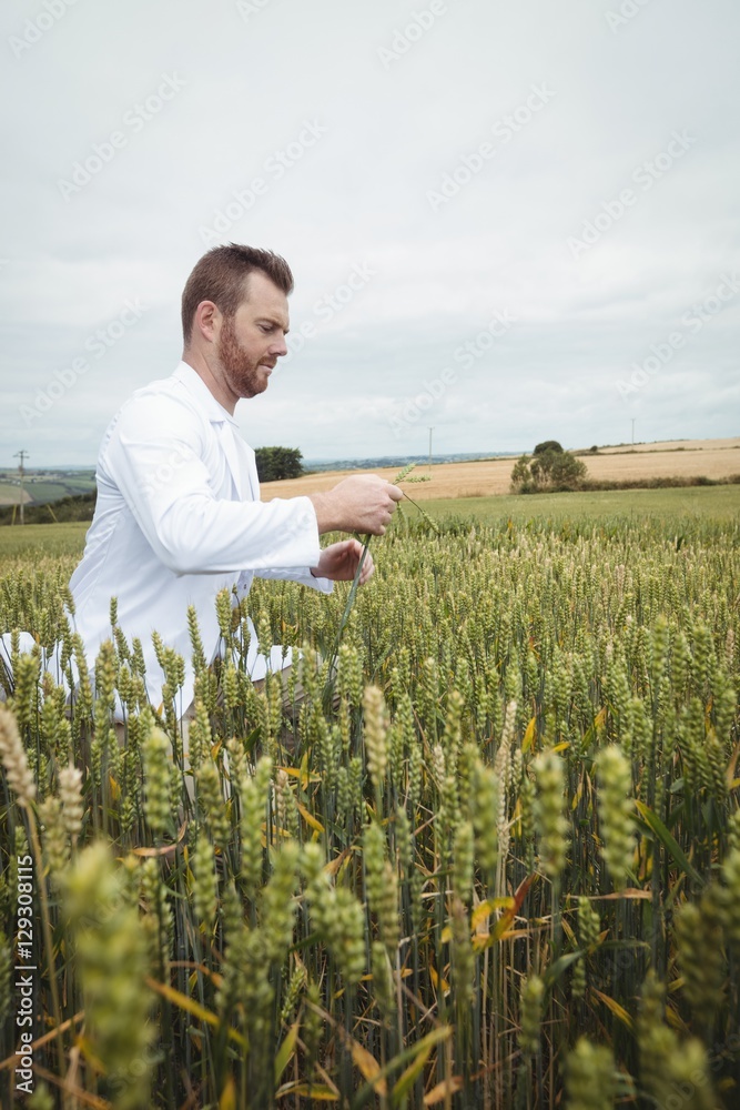 Poster agronomist checking the crops in the field
