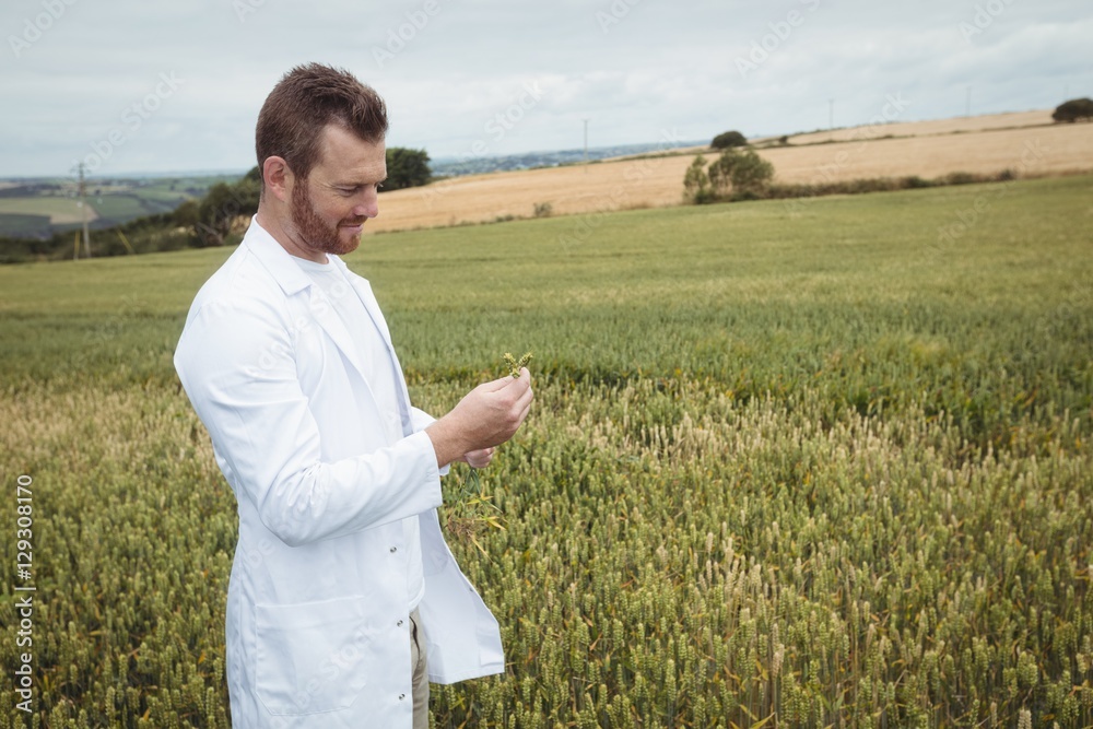 Poster agronomist checking the crops in the field