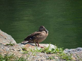 Stockente beim Sonnenbaden