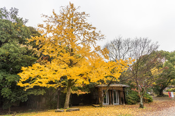 Giant ginkgo tree in Autumn season. Kyoto, Japan.