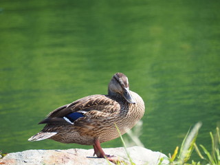 Stockente beim Sonnenbaden