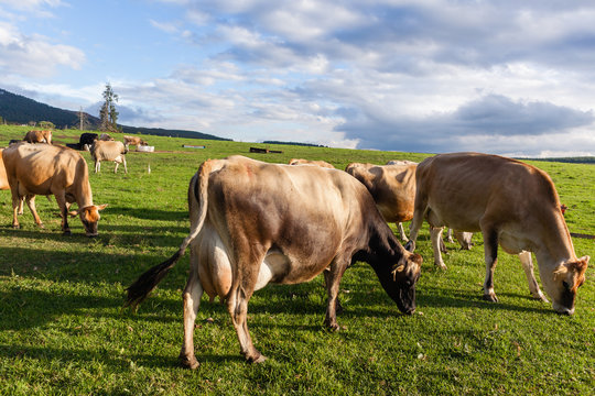 Dairy Farm Cows