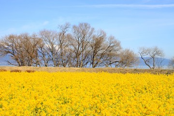 菜の花と比良山