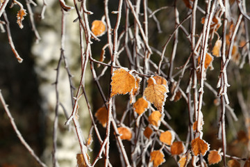 Leaves in the frost