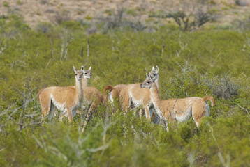 Guanaco, Patagonia, Argentina