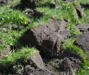 Fototapeta premium Digging up the grass lying on the ground