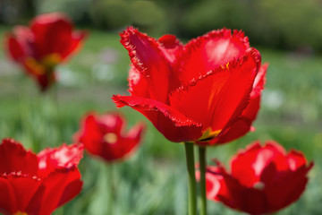 Naklejka premium Flowers red tulips