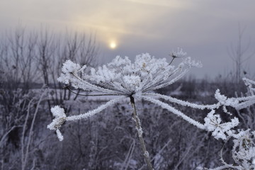морозный день
