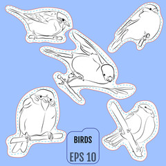 Naklejka premium Fashion patch set, badges with european birds. This illustration