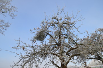 Mistel im Winterbaum