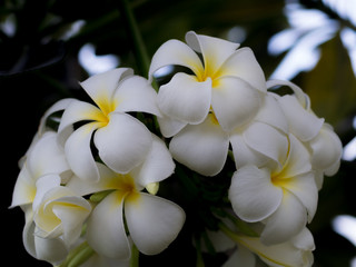 Fototapeta na wymiar Plumeria flower closeup
