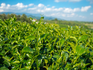 Obraz premium Tea Leaves at Choui Fong Tea Plantation, Chiang Rai, Thailand
