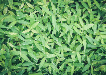Green grass with dew drop background.