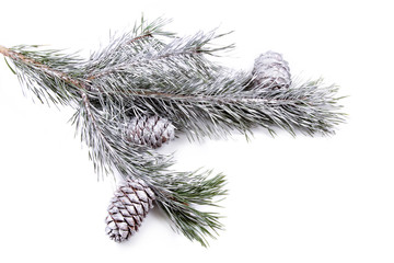 Pine branches with silver cones on white background