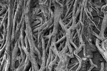 Big tree roots show nature concept