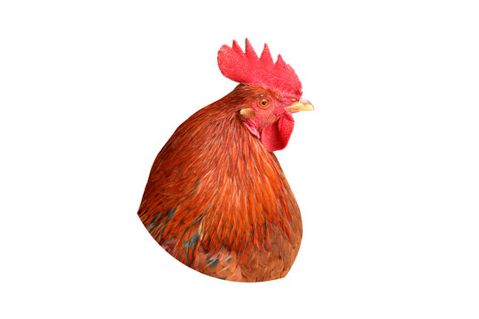 Сlose up head rooster with red comb on white background