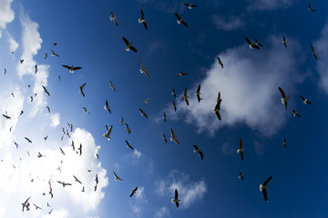 Fly