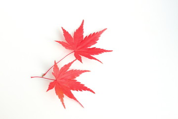 料理の盛り付け用の飾りに