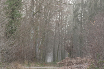 2016-forêt d'Othe-Yonne 89