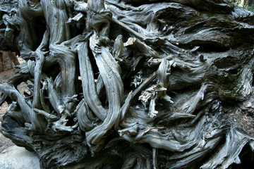 alte baumwurzeln 