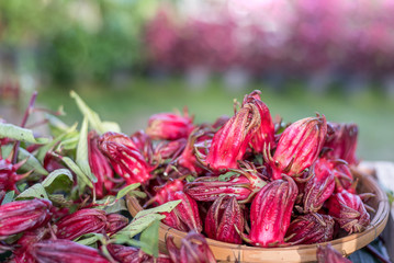 roselle flower