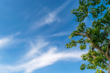 Fototapeta premium Green leaf tree on blue sky and cloudy background