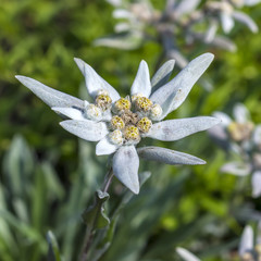 Blooming Edelweiss (lat. Leontopodium)