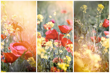 Meadow flowers lit by sunlight - red poppy flower and yellow flowers