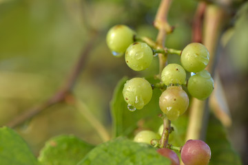 Branches of red wine grapes growing in Italian fields wet after rain